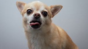 Perros chiquitos que parecen muy tiernos pero son agresivos - Viviendo En Casa