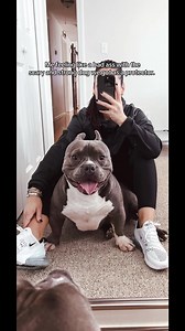 Staffy Dog: Fierce Protector with Apple Bottom Jeans