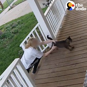 This cat knew exactly what to do when someone tried to kidnap him 👏👏👏 | The Dodo