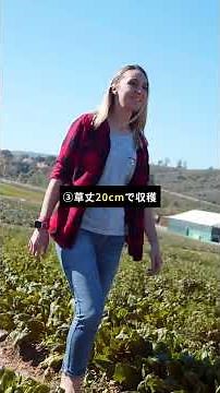 🌿 ほうれん草は種まきから30日で収穫！コツを押さえれば年4回楽しめます