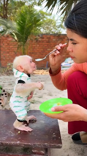 Baby Monkey 'Porridge' Bonds with Human Mom