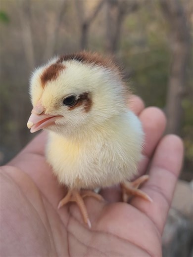 Adorable Baby Chick Videos and Hatching Moments