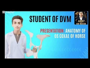 Os-Coxae of Horse (Hip Bone )