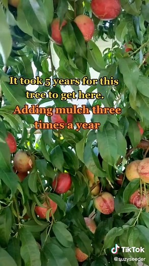 Growing Healthy Nectarine Trees: Tree Care Tips and Harvesting Guide