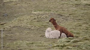 Couple of llamas mating in the highlands of the andean cordillera, south america