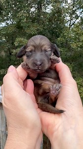 Shaded red girl 💗 Plum 💗 | Taylored Dachshunds