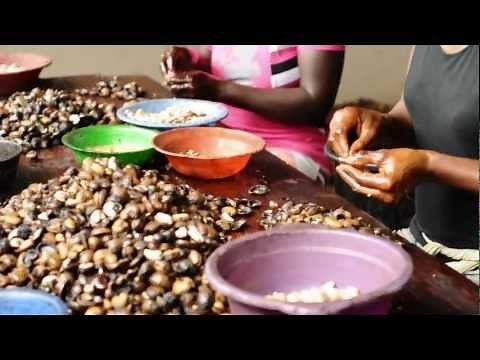Cashew Nut Processing - Peace Corps Ghana