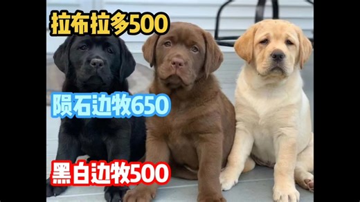 户外直播，今天帮浙江台州粉丝挑选陨石金毛拉布真多又便宜