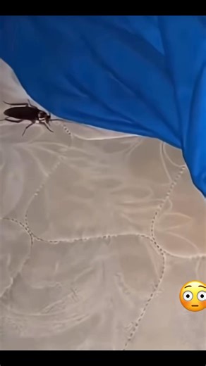 Over 3 years in Philippines with the flying bombers here they call flying cockroaches 🪳 I’ve become pretty damn good at killing them😂🇵🇭 #filipina #Philippines #fypシ゚ #livingmybestlife | Mango Kash