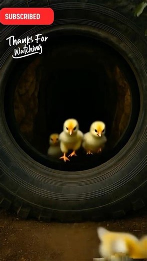 🦎 Lizard Can’t Resist the Chicks!