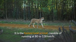Cheetah (facts, description, behaviour, status)