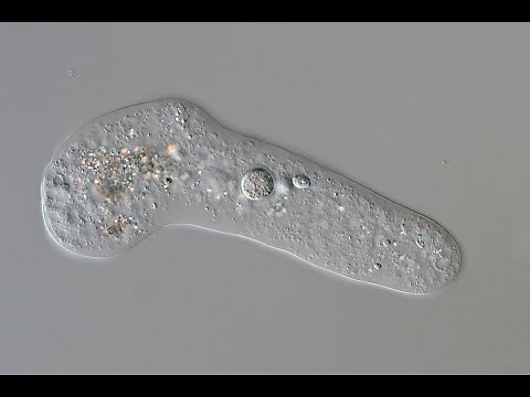 Amibes et paramécies en mouvement - UHD