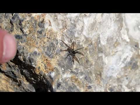Stock Video - Spider holding still as a finger comes in close to touch it
