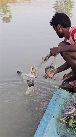 Which river has a lot of fish? As soon as the net is cast, the fish get trapped