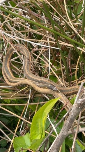 Herping Huntley Meadows