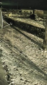 In Anatolia, when wolves are hungry, they lure dogs by drawing them away from human settlements to remote areas, where they plan to hunt the dog as a group. That’s why dogs in Anatolia are usually tethered to a stake. "We've shared never-before-seen footage of encounters between wolves and dogs. If you want to witness nature's most striking moments, make sure to follow us." #fblifestyle #kangal #dog #dogs #wild #animal #wildlife #loveanimal #lovedog #kangaldogs #anatolianshepherd “This video por