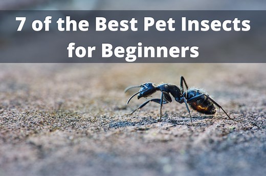 7 Of The Best Pet Insects for Beginners  - The Bug Shed