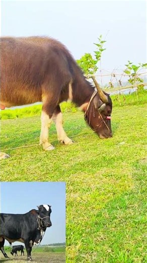 Murrah buffalo Murrah buffalo #buffalo #murrah #bannibuffolo #animals #amazing #