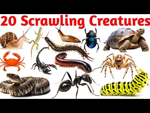 Scrawling Creatures name learning hindi and English medium ||Crawling Creatures name || Kids Age
