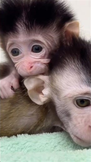 "She Treats the Orphan Like Her Own Baby…"