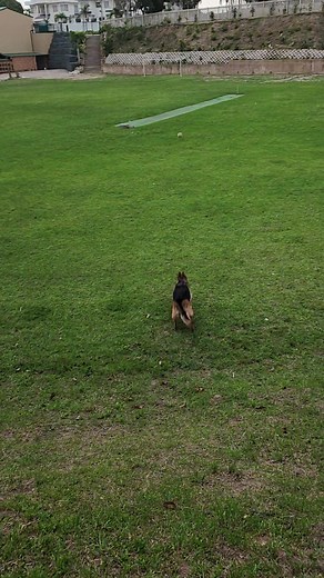 Our Rocky Unleashed..🥰🥰🥰🤗#fyp #popular #viral #petsoftiktok