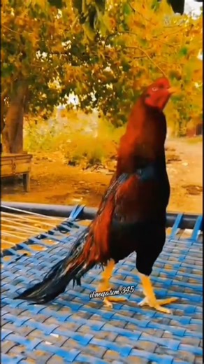 BestTime to Upload YouTube videos in Pakistan #shorts #assel