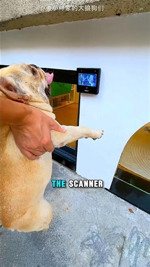 His Wife Kicked Him Out… So He Slept in His Dogs’ Smart House! 😂🐶🏠
