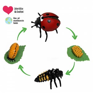 Hagemann Lebenszyklus des Marienkäfers | 80047