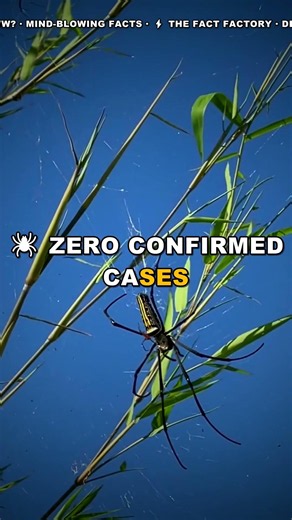 Hobo Spider Bites Are Safe? The Truth Revealed