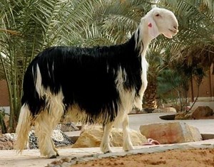 Najdi sheep - Alchetron, The Free Social Encyclopedia