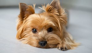 A Complete Guide To Yorkie Vaccination Schedule - Our Yorkie