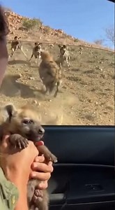 Hyena Stands Her Ground Against Wild Dogs… To Save Her Cub 😨🐾