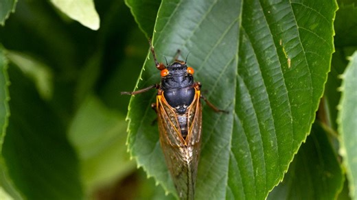 Will Ohio see 'straggler' cicadas in 2026? Where they'll emerge