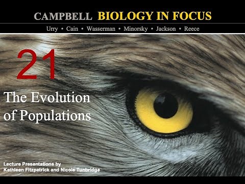 Biology in Focus Chapter 21: The Evolution of Populations