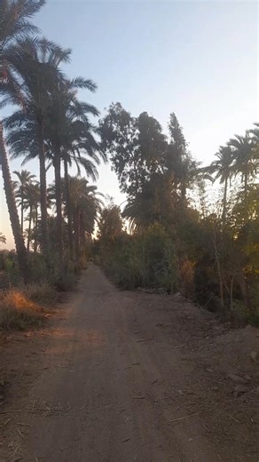 🌤️ Weather Today in Damas – Meet Ghamr 🌤️ The morning starts partly cloudy with light fog, with temperatures around 23°C (74°F). 💨 By evening and night, skies will clear up and the temperature will drop to around 15‑16°C (59‑61°F). 🕶️ Tip for today: Enjoy some fresh air in the evening, and don’t forget a light jacket for the cooler night! #MeetGhamr #Damas #WeatherToday #EgyptWeather #WeatherUpdate | World weather