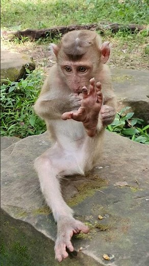 Cute baby Macaques