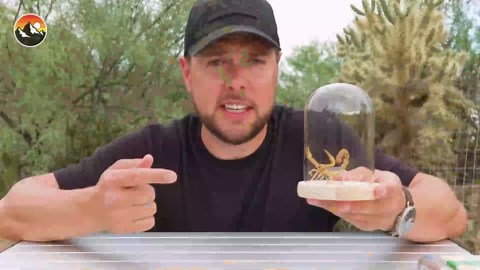 Scorpion sting: What happens to your body?