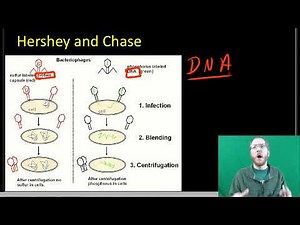 AP Bio: Molecular Genetics - Part 1