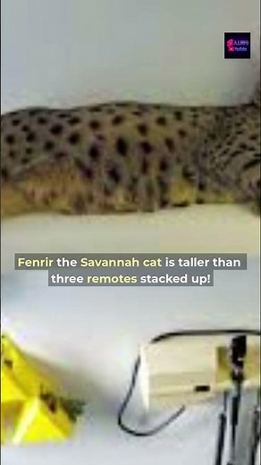 Meet Fenrir—World’s Tallest Cat! 🦁📏