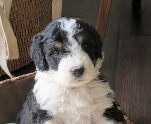 Mini Bernedoodle: The Complete Dog Breed Guide - K9 Web