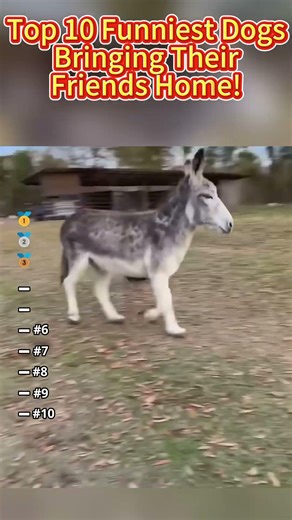 Top 10 Funniest Dogs Bringing Friends Home 😭🐶🤣 #shorts #pov #funny #foryou