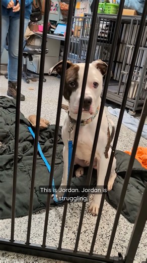 𝐉𝐨𝐫𝐝𝐚𝐧 𝐢𝐬 𝐢𝐧 𝐝𝐞𝐬𝐩𝐞𝐫𝐚𝐭𝐞 𝐧𝐞𝐞𝐝 𝐨𝐟 𝐚 𝐟𝐨𝐬𝐭𝐞𝐫 𝐨𝐫 𝐚𝐝𝐨𝐩𝐭𝐞𝐫. Jordan is struggling. He spends most of his day overwhelmed and overstimulated. He’s developed happy tail and is smearing poop in his kennel simply because he’s so stressed and can’t settle. This isn’t who he is — this is what the shelter environment is doing to him. Jordan is just 1 year old and truly trying his hardest to hold it together in the shelter. This sweet boy is dog friendly, walks beautifull