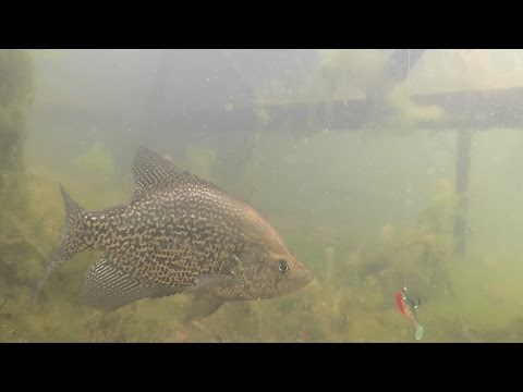SUPER CLEAR Underwater Crappie Bed Fishing
