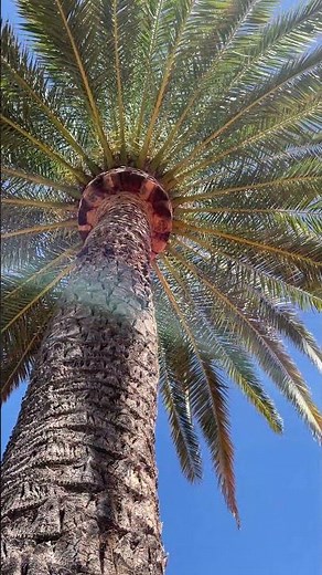 Canary island date palm #Palms #nature #treeclimber #montesinosclimber