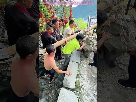 Timber Rising: How Collective Strength Lifts Nature's Heavyweights