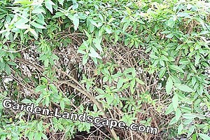 Lifestyle: Diseases of the privet - all diseases at a glance | 2025