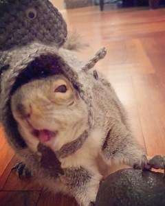 40K views · 4.7K reactions | Meet the rare Hammerhead Avocado Shark....