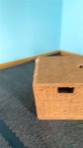 Emily Anderson on Instagram: "Most dogs stop at sit and stay… but look what’s possible when training becomes FUN. 🔥🐶 Step by step, your dog can build up to cool tricks like this. 👉 Full tutorials inside the Trickdogs Training Circle. 🚨 Doors close Saturday at midnight. Don’t miss your chance - link in bio 🐾 #dogtraining #dogsofinstagram #doglovers #puppy #skills #progress #learning #community #challenge #pettraining #tricktraining"