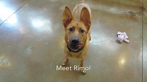 Meet Rimo and his ears - he's the cutest pup around and will surely steal your heart. He's available for adoption at our Lincoln Park Adoption Center! More on Rimo: http://bit.ly/2w5sdgl | PAWS Chicago