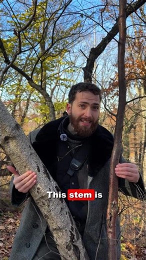 Birch Bark Development